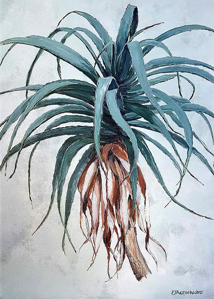 Aloe 2